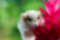 cute-gerbil-fat-tail-crawls-red-flower-garbil-fat-tail-flower.jpg